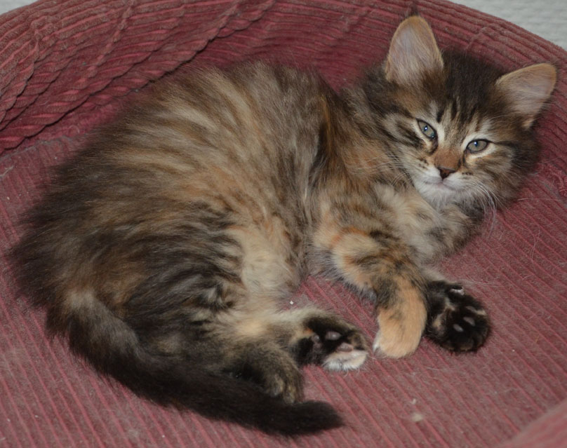 sibirisk kattunge