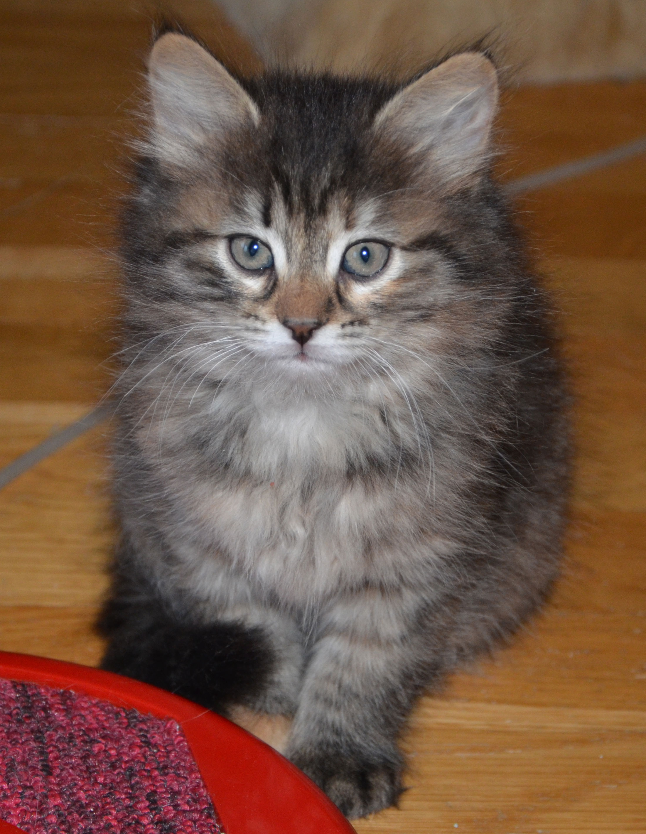 sibirisk kattunge