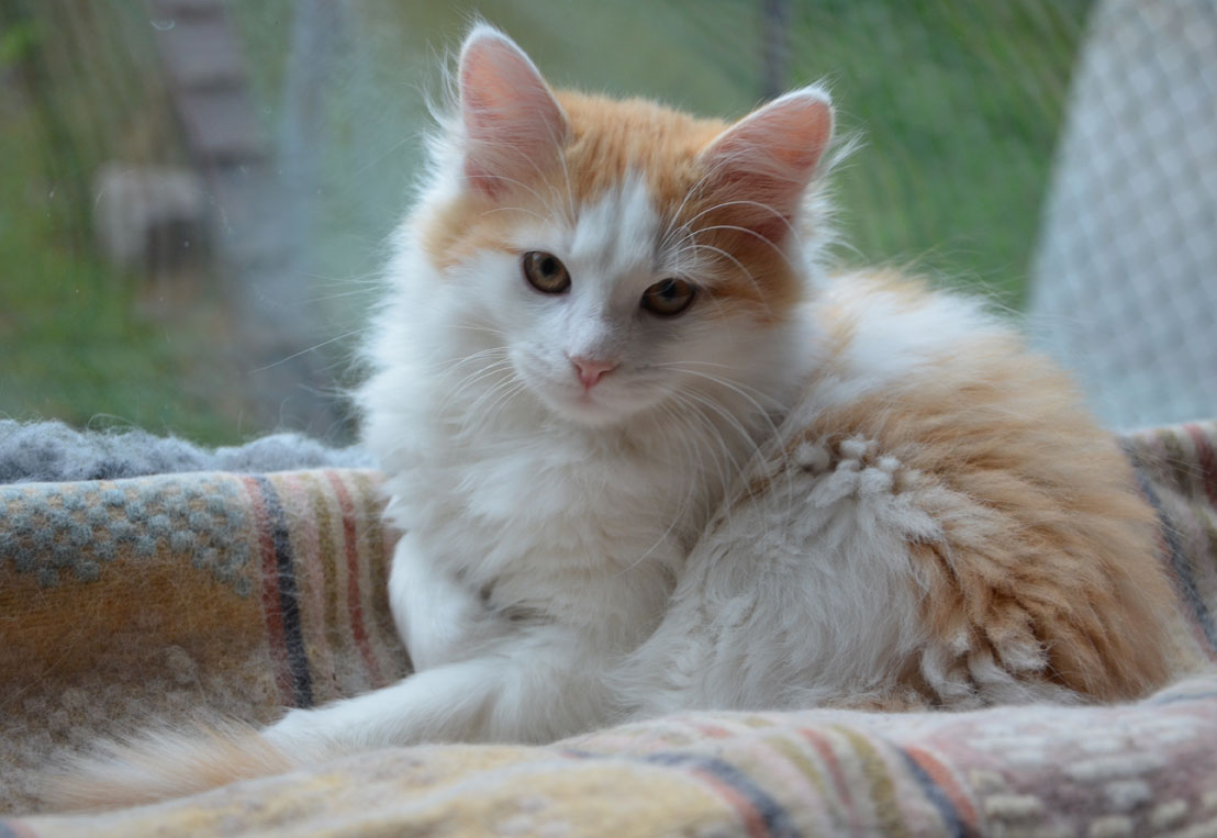 sibirisk katt Fenrir