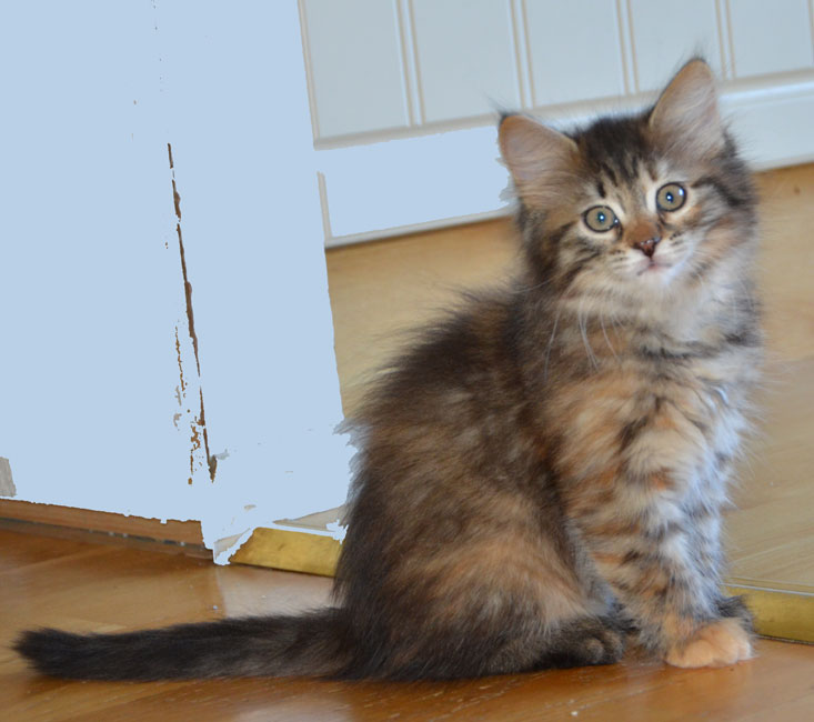 sibirisk katt