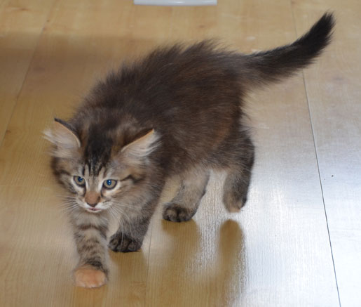sibirisk kattunge