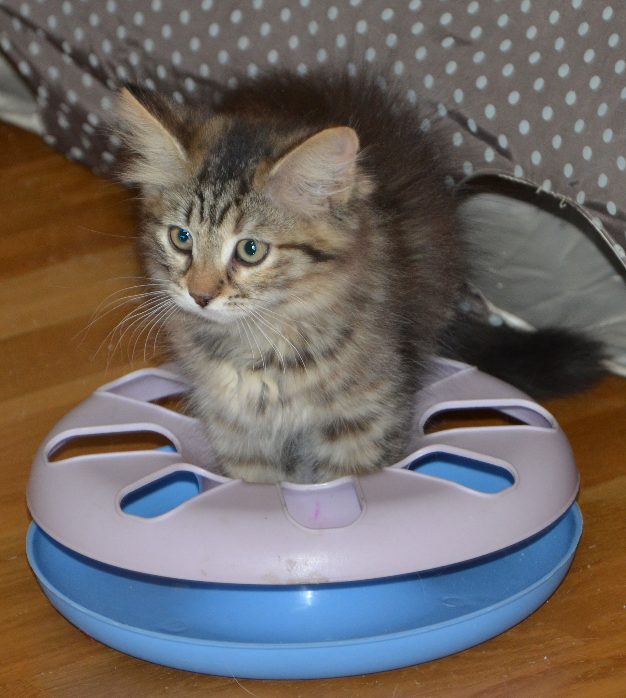 sibirisk kattunge