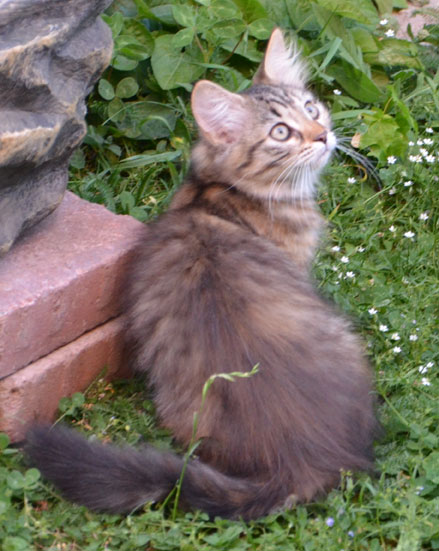 sibirisk katt