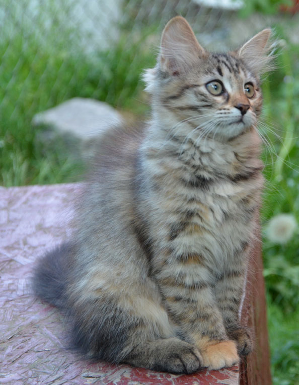 sibirisk kattunge