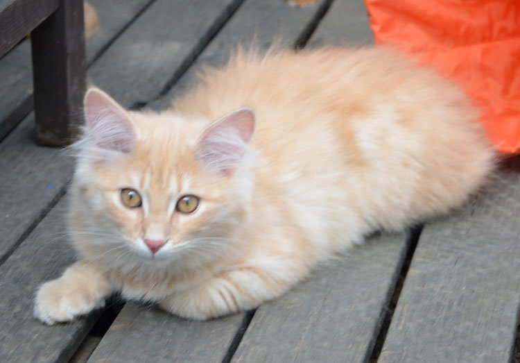 sibirisk katt