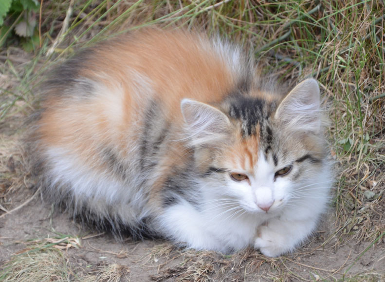 sibirisk kattunge