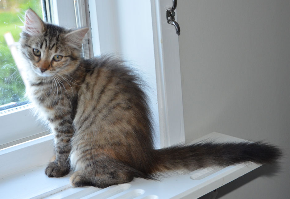 sibirisk kattunge