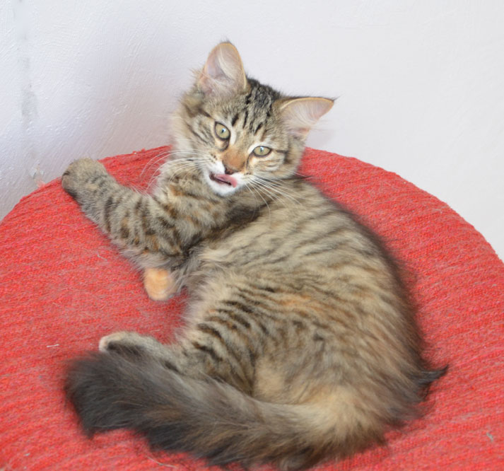 sibirisk katt