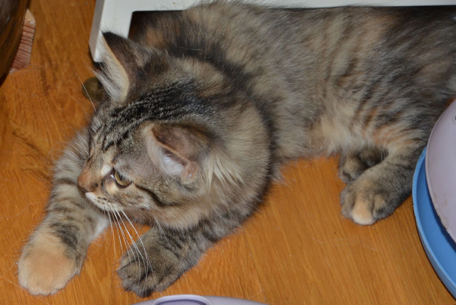 sibirisk kattunge