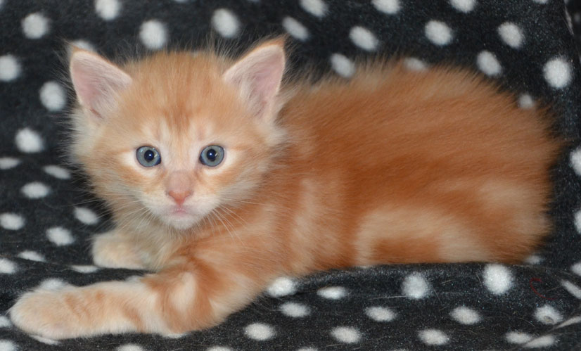 sibirisk kattunge