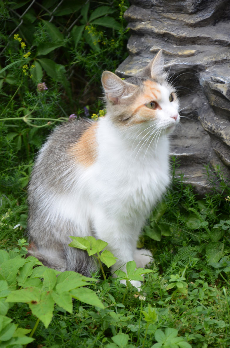 Sibirisk katt Colbie