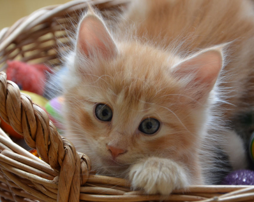 sibirisk kattunge