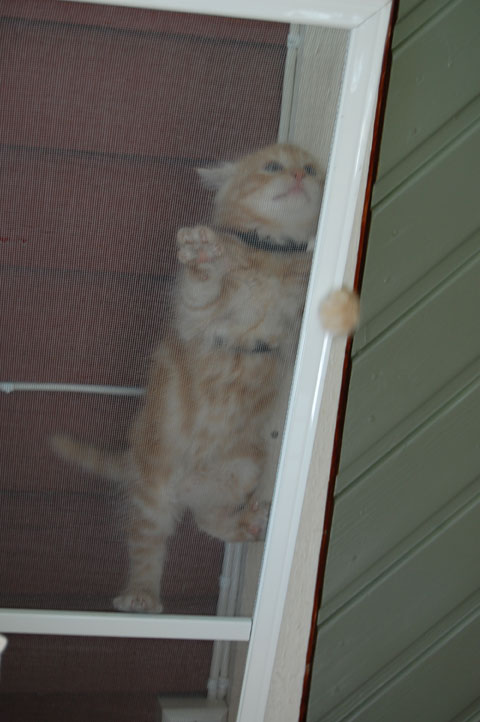 sibirisk kattunge