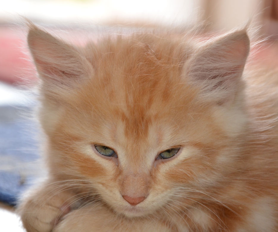 sibirisk kattunge
