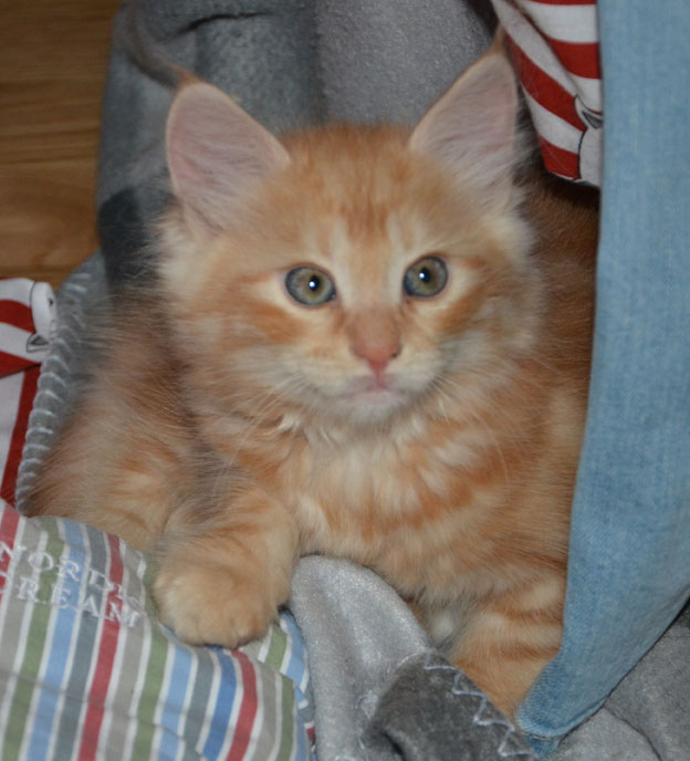 sibirisk kattunge