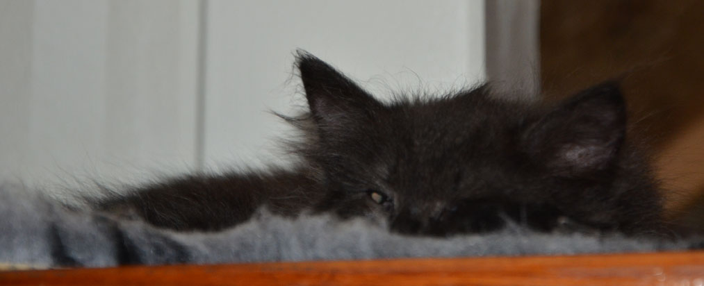 sibirisk kattunge