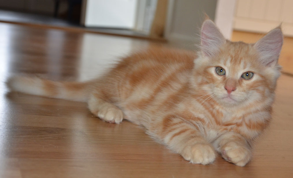 sibirisk kattunge