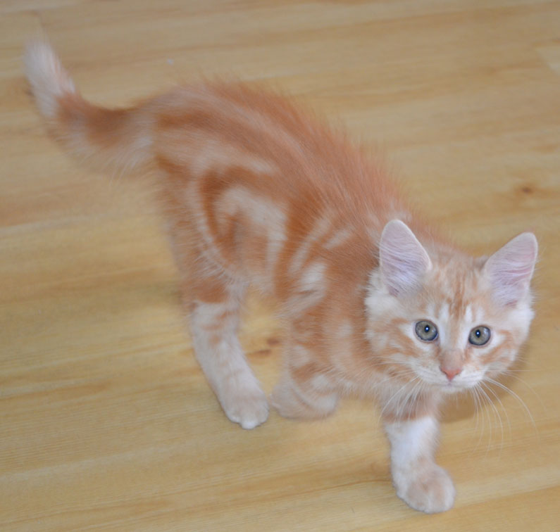 sibirisk kattunge