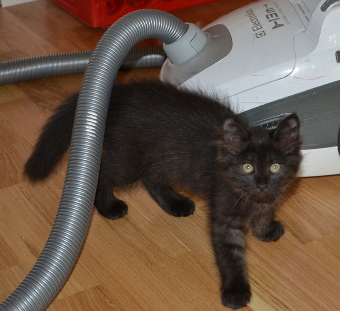 sibirisk kattunge
