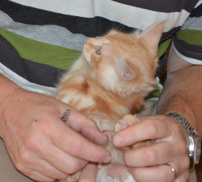 sibirisk kattunge