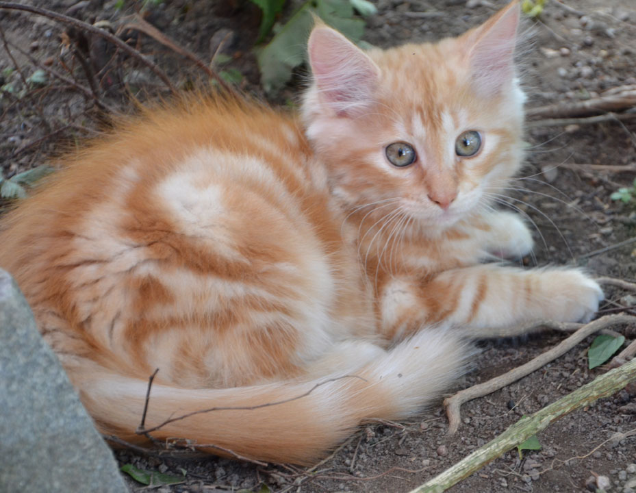 sibirisk kattunge