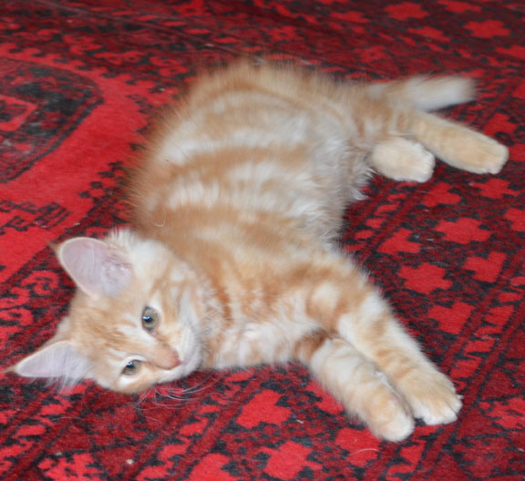 sibirisk kattunge