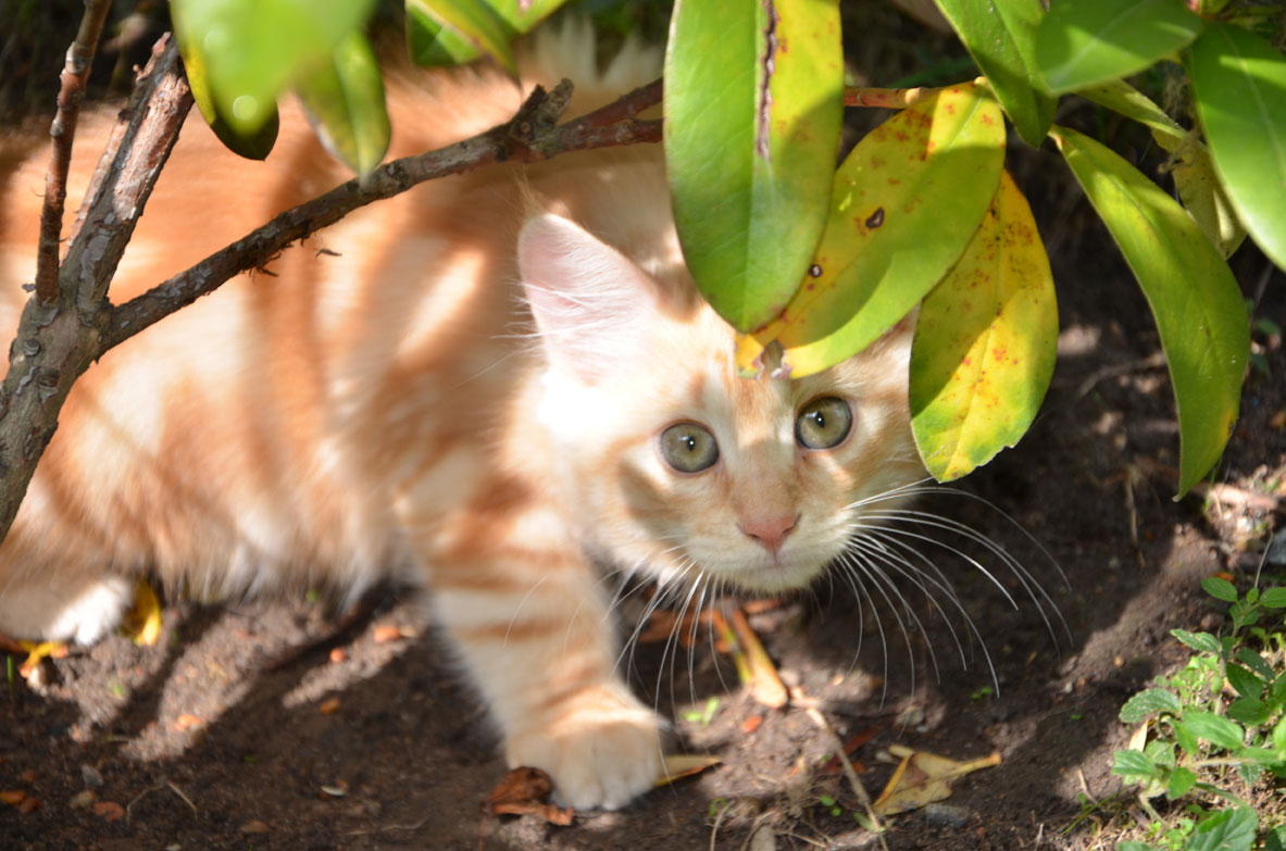 sibirisk kattunge