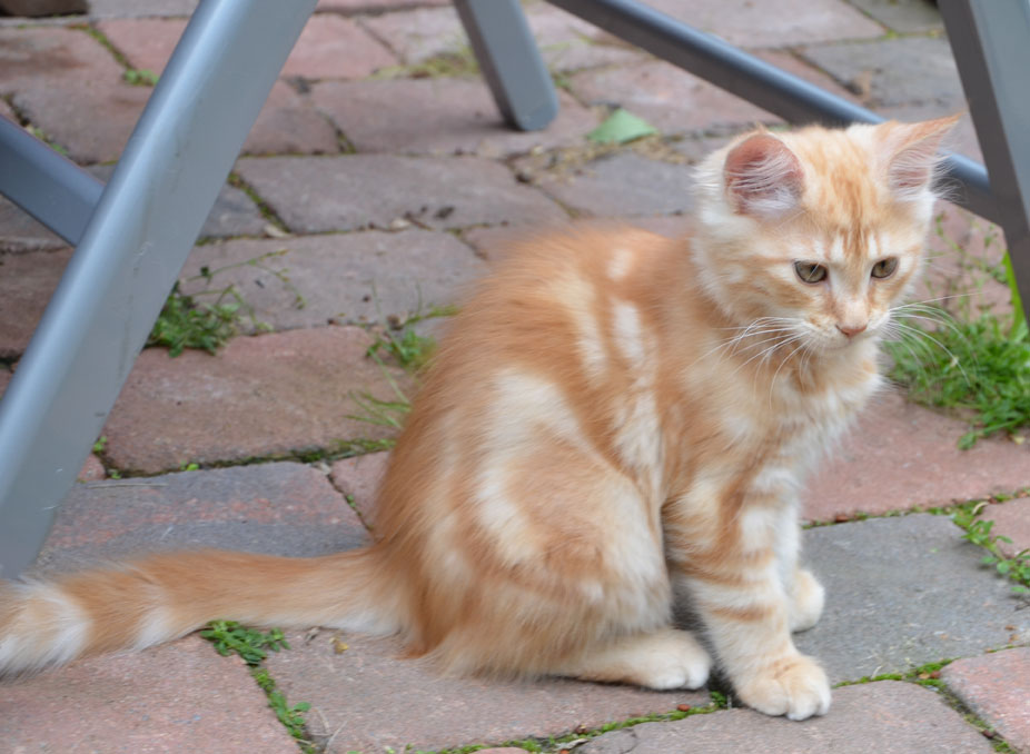sibirisk kattunge