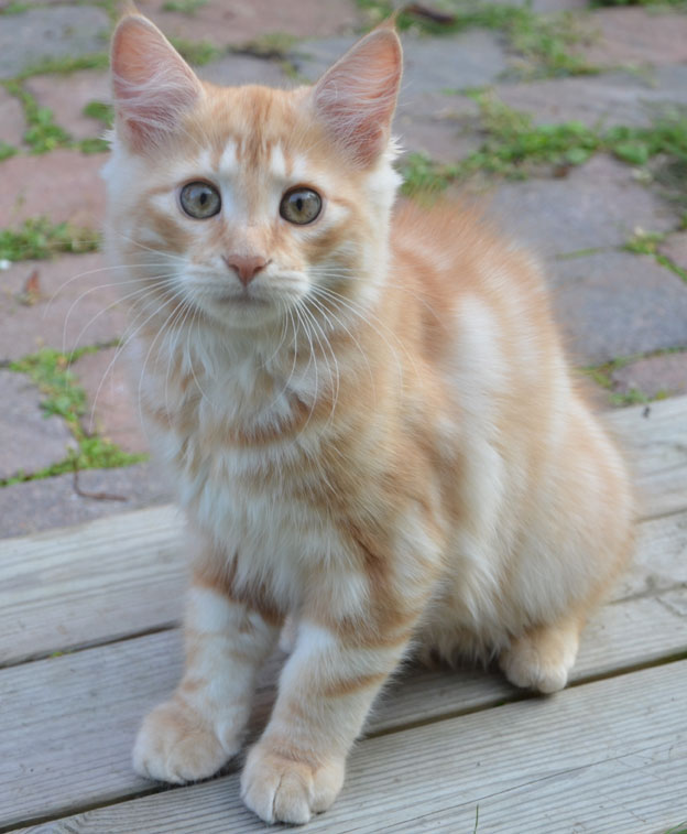 sibirisk kattunge