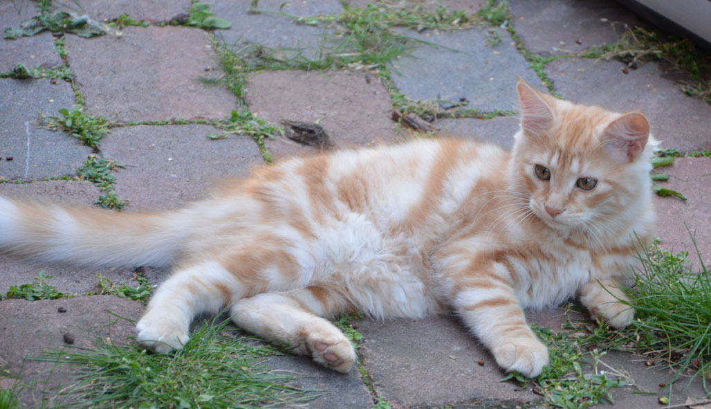 sibirisk kattunge