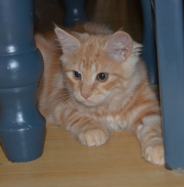 sibirisk kattunge