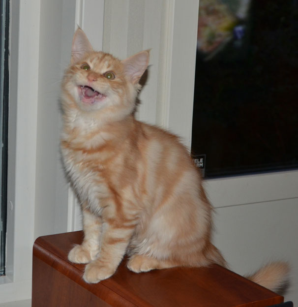 sibirisk kattunge