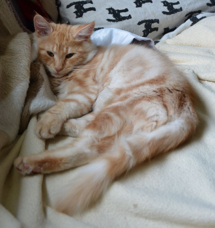 sibirisk kattunge