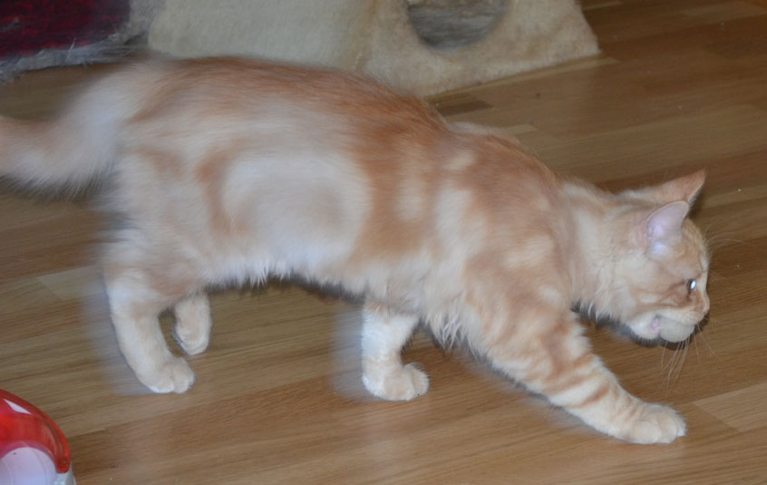 sibirisk kattunge