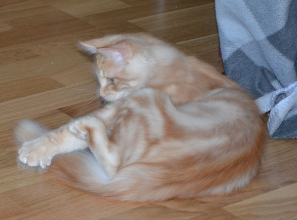 sibirisk kattunge
