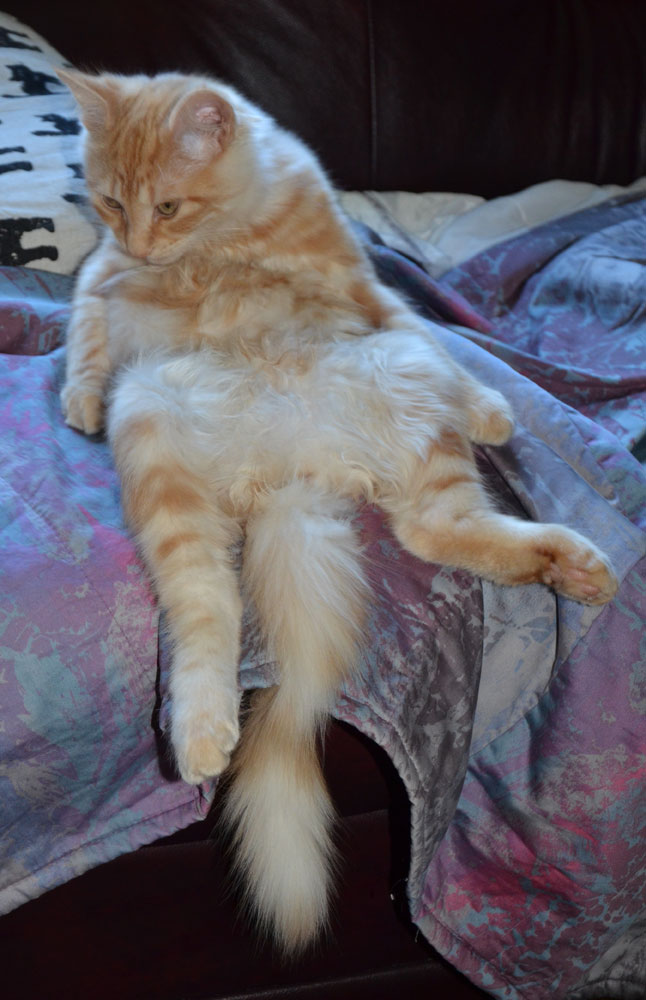 sibirisk kattunge