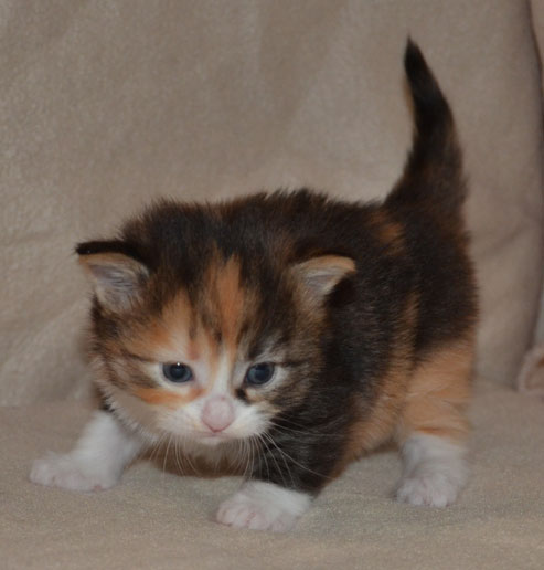 sibirisk kattunge
