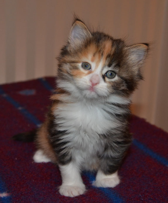 sibirisk kattunge