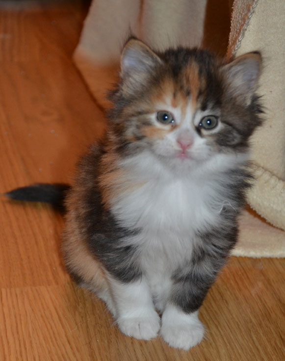 sibirisk kattunge