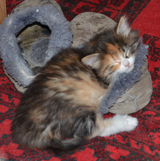 sibirisk kattunge