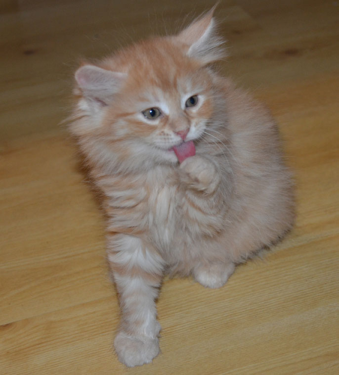sibirisk kattunge