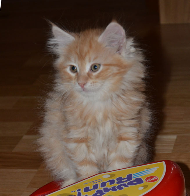 sibirisk kattunge