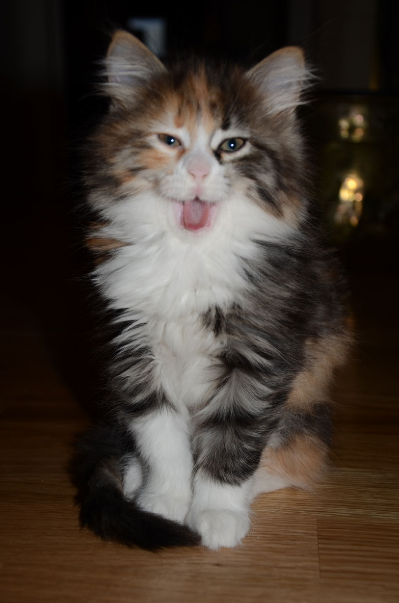 sibirisk kattunge