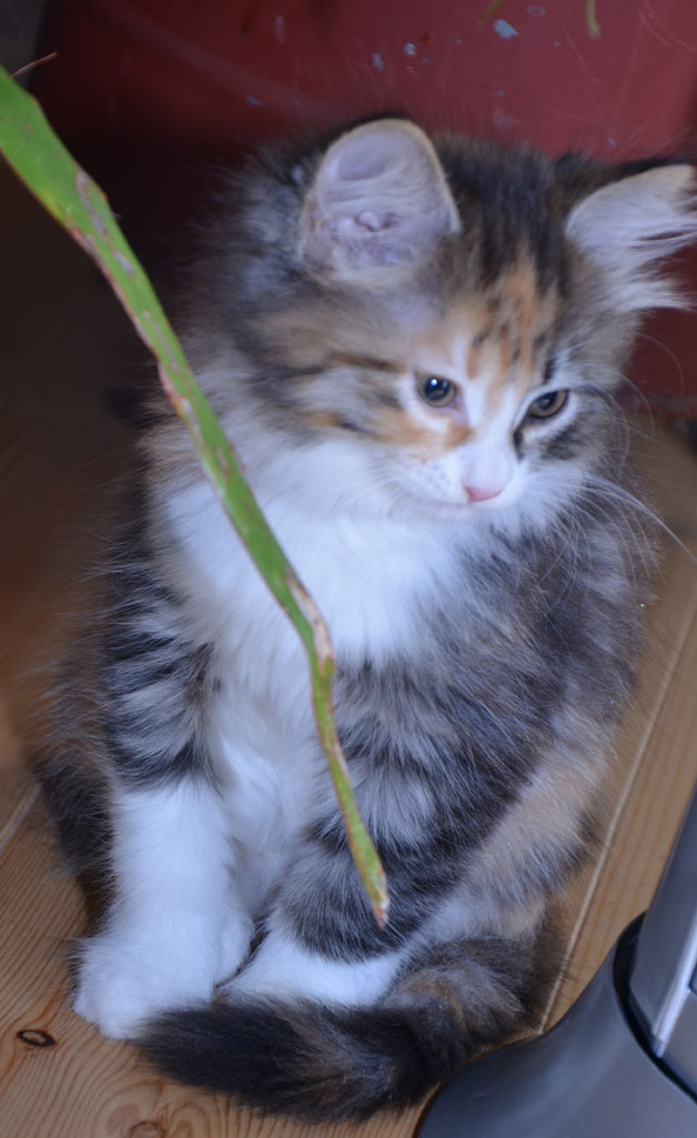 sibirisk kattunge