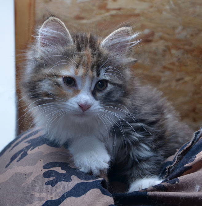 sibirisk kattunge