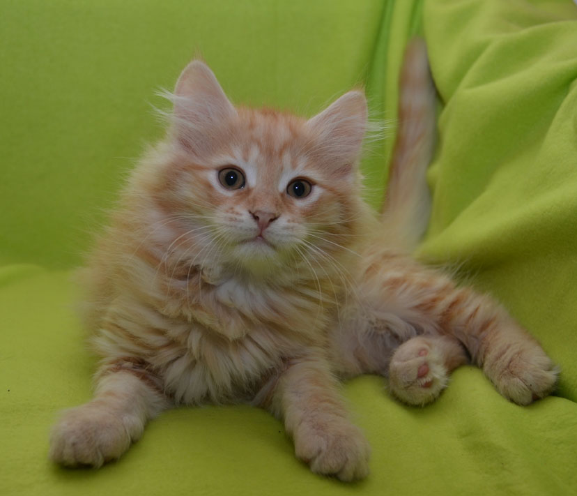 sibirisk kattunge