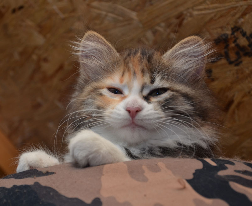 sibirisk kattunge