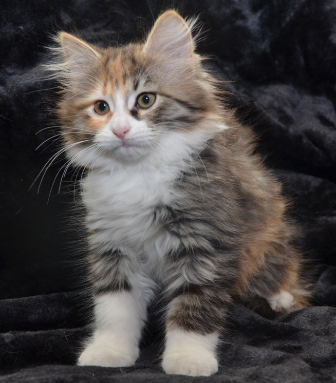 sibirisk kattunge