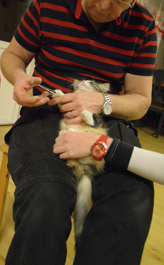 sibirisk kattunge