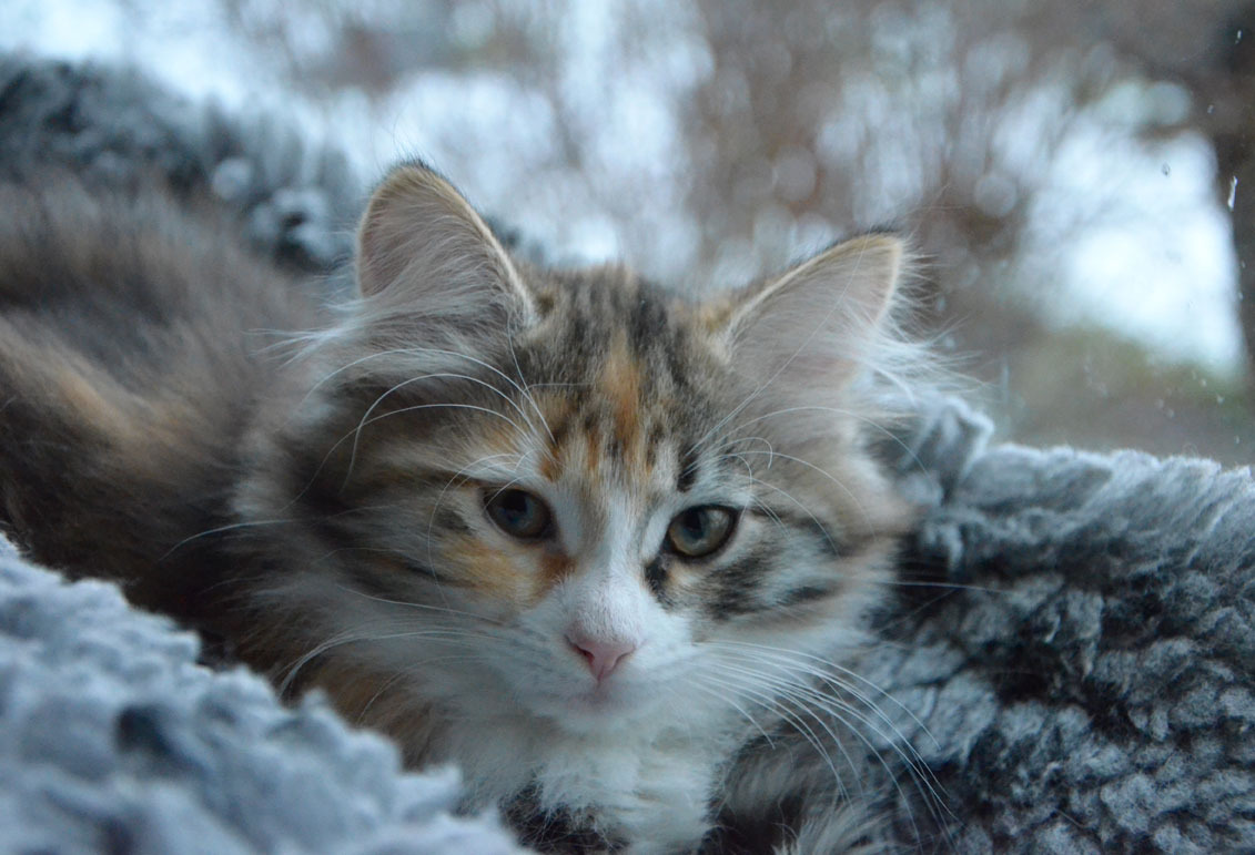 sibirisk kattunge